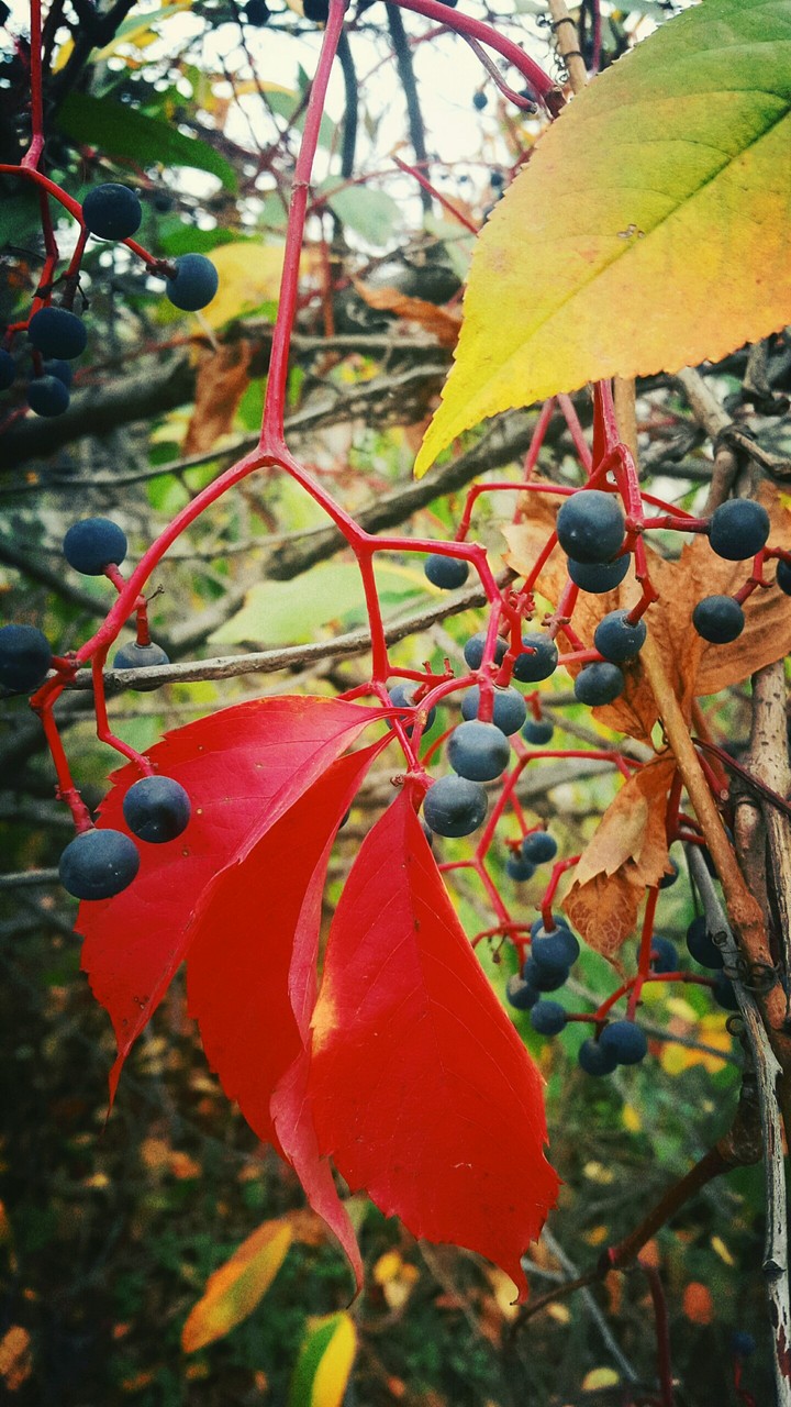 colors of autumn