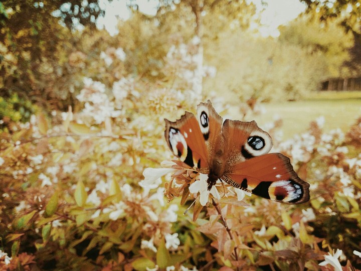 Nature