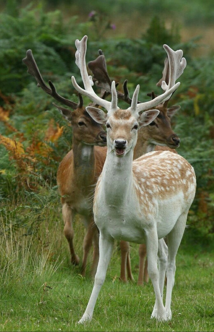 Animal
