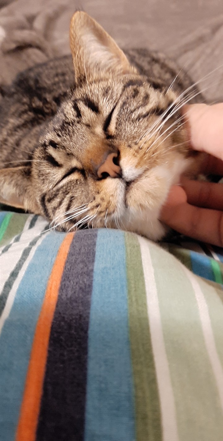 Cute cat