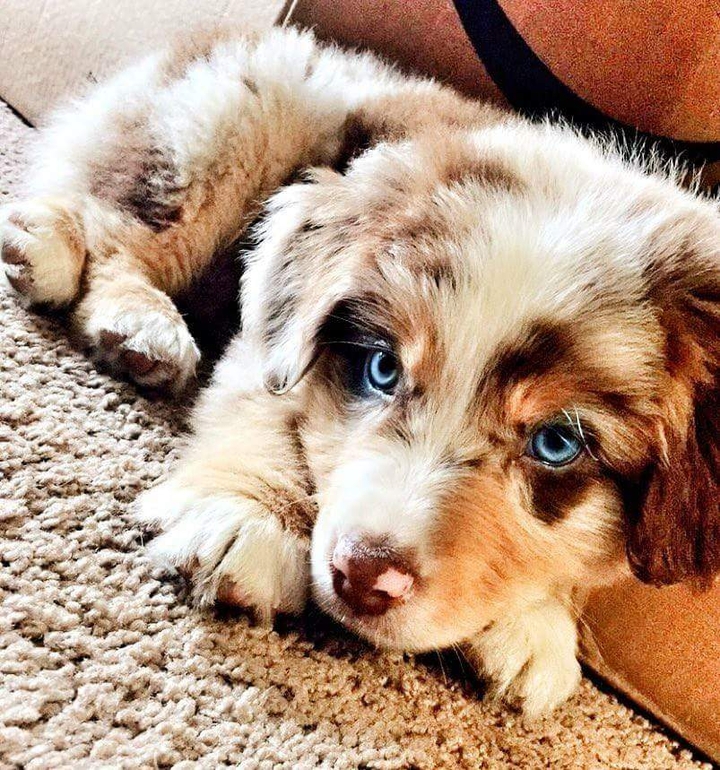 chien mignon
