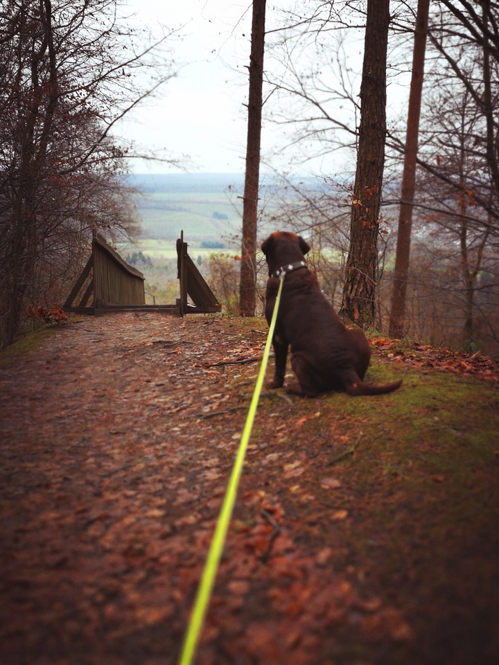 Labrador genießt die Aussicht