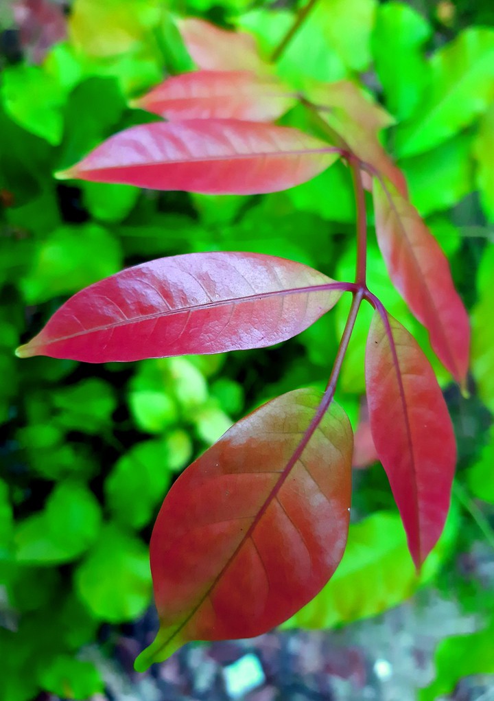 colourful leaf