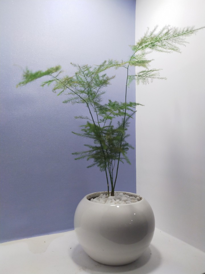asparagus fern