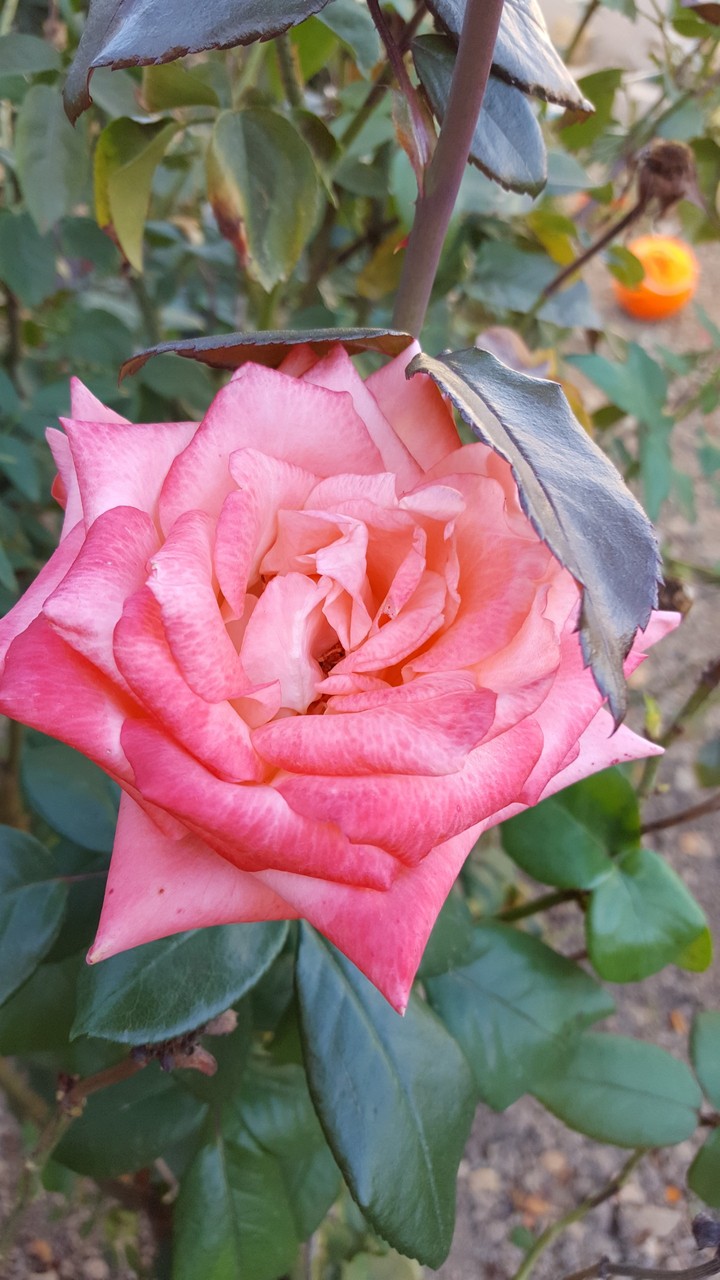 La vie en rose