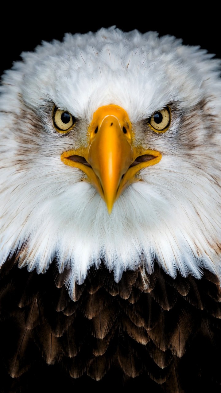 the eagle