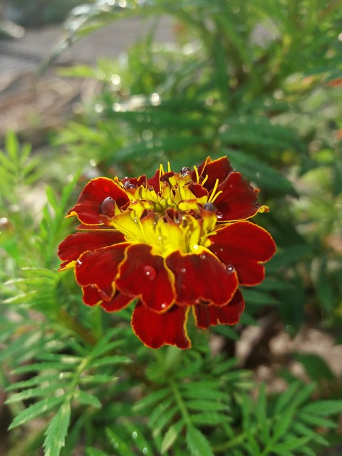 geum, plant壁紙