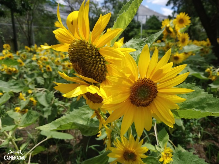 sunflowers