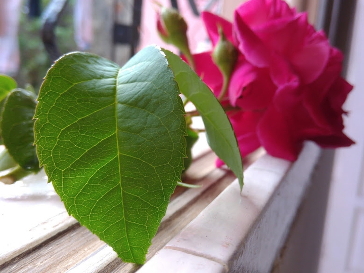 flor