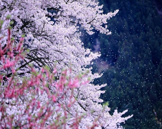 Cherry blossom