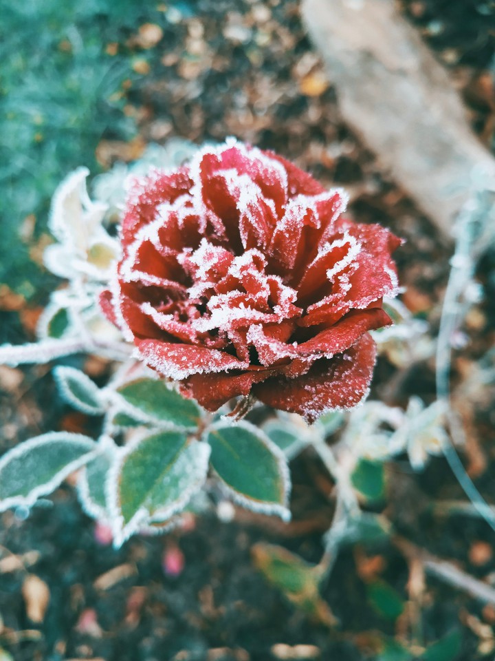 Ice red rose