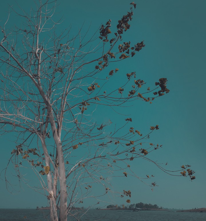spring tree