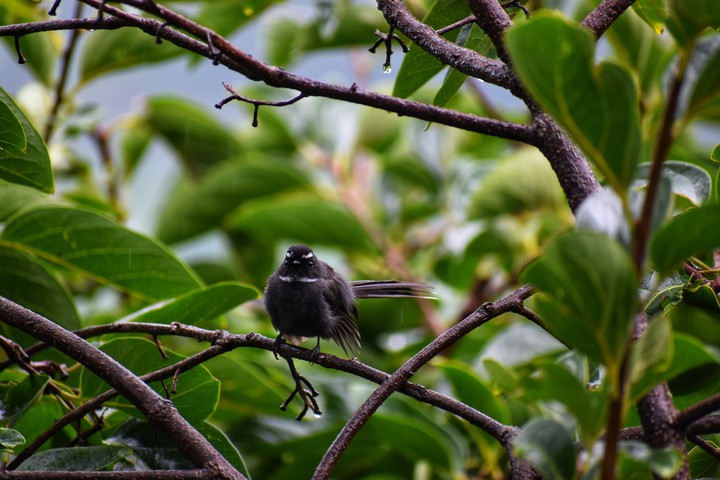 #fantail