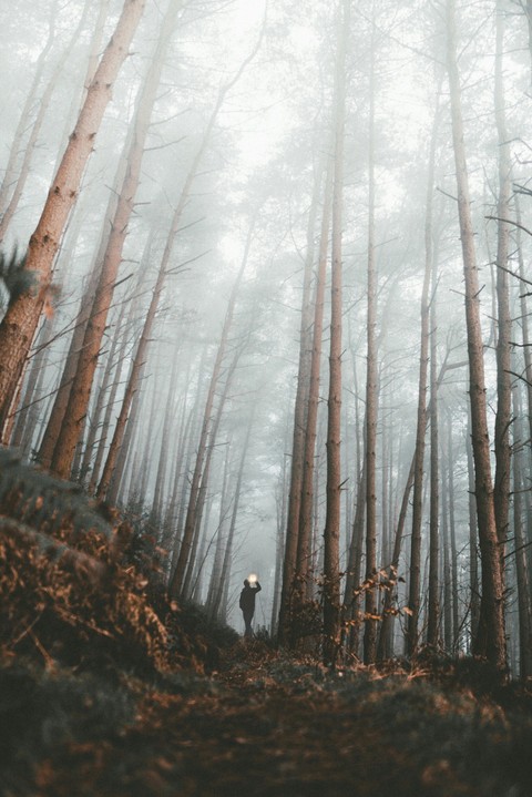 tree, woodland Hintergrundbilder