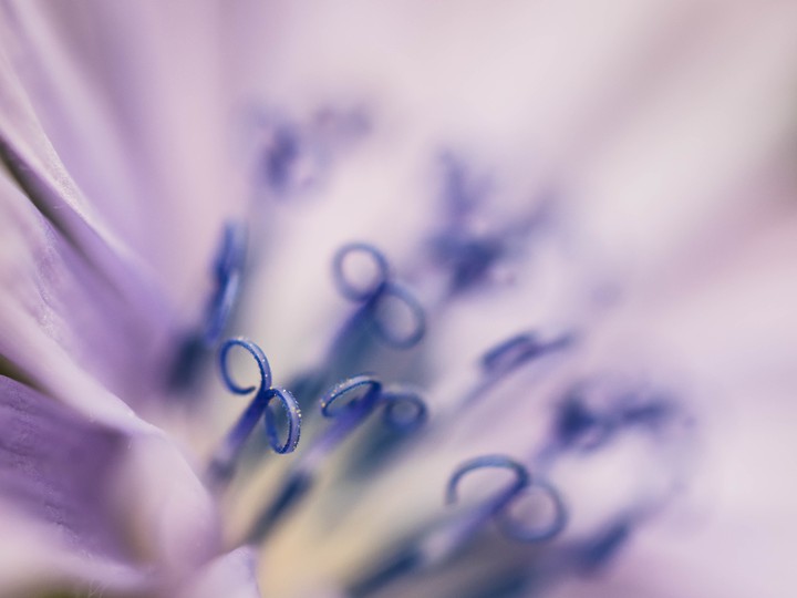 연보라 꽃