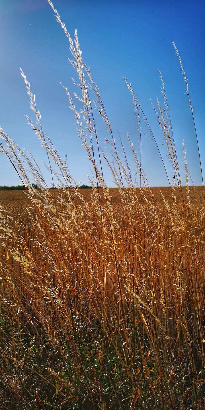 walk in the fields