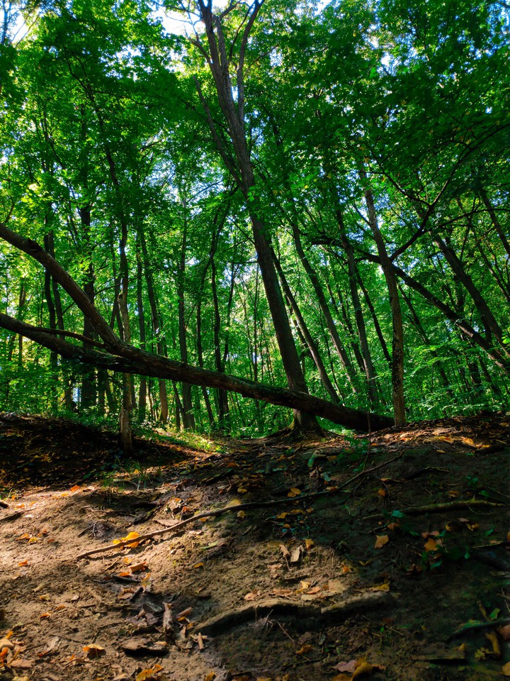 Forest | Лес