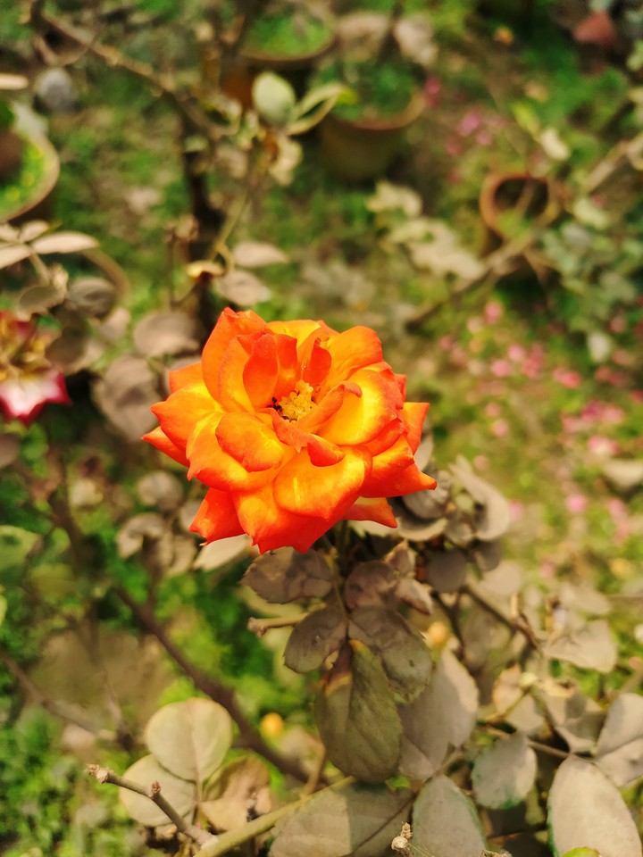 orange Rose