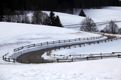 Snow by Nella Attilio