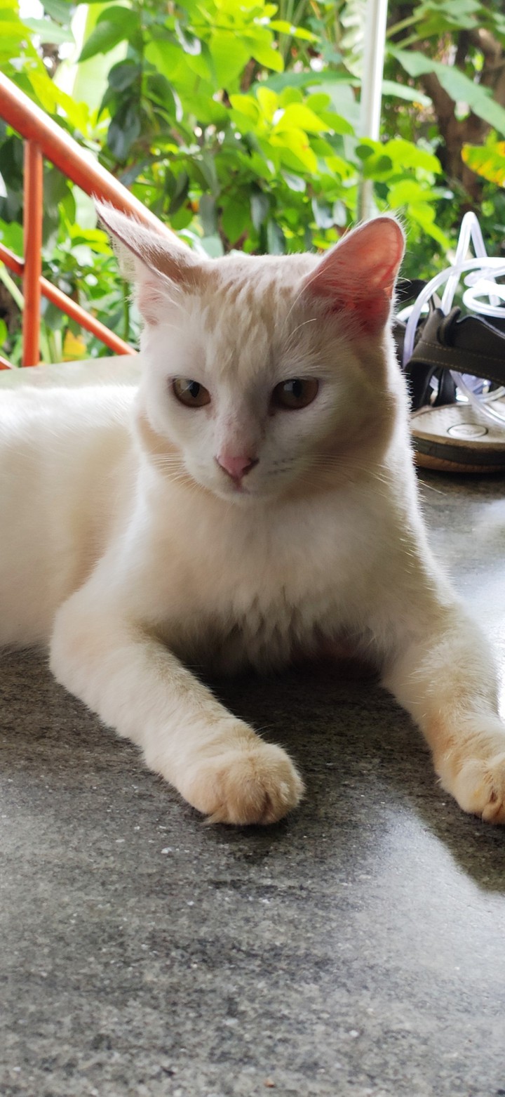 White cat