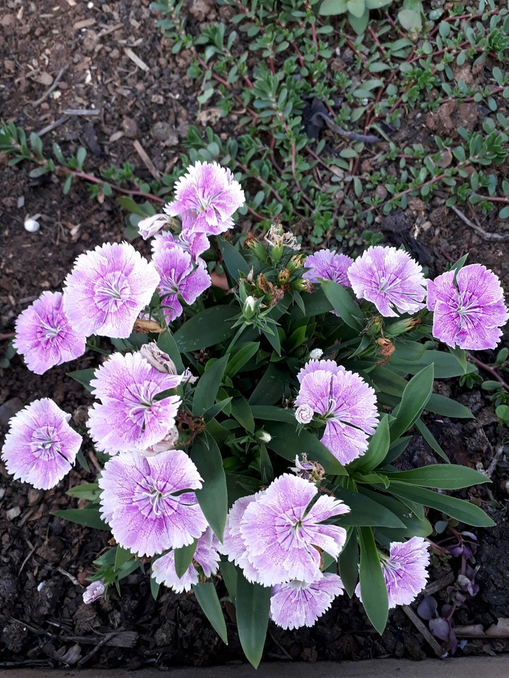 flores
