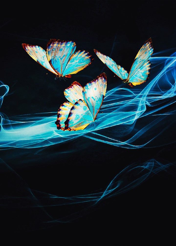 butterfly