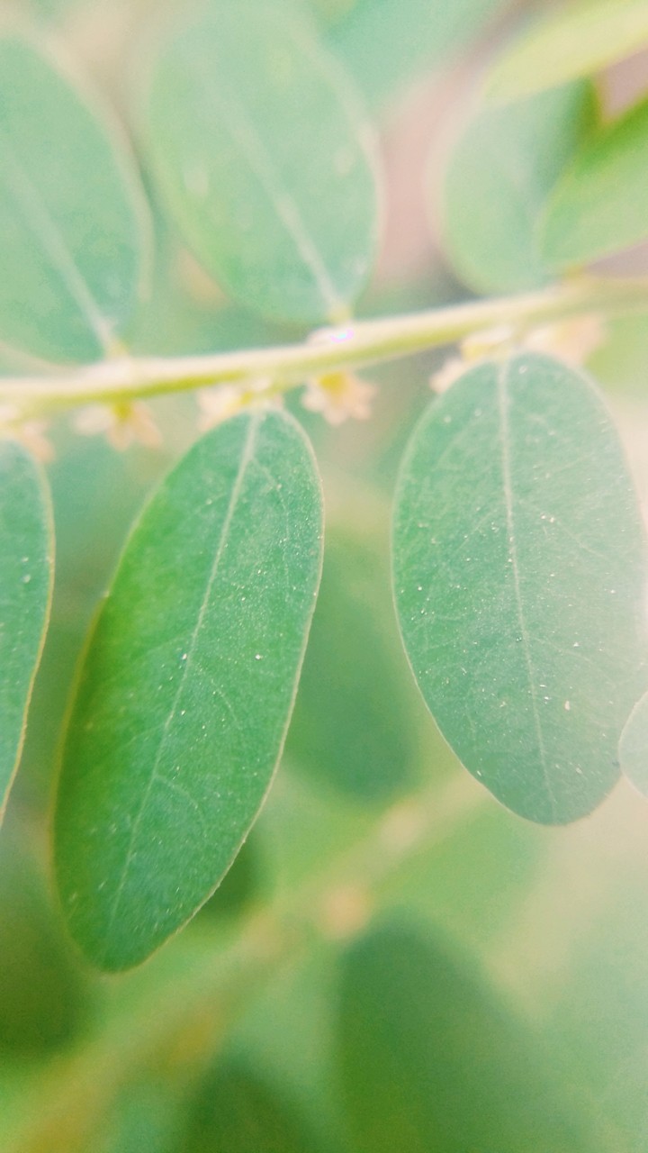 Green Leaves