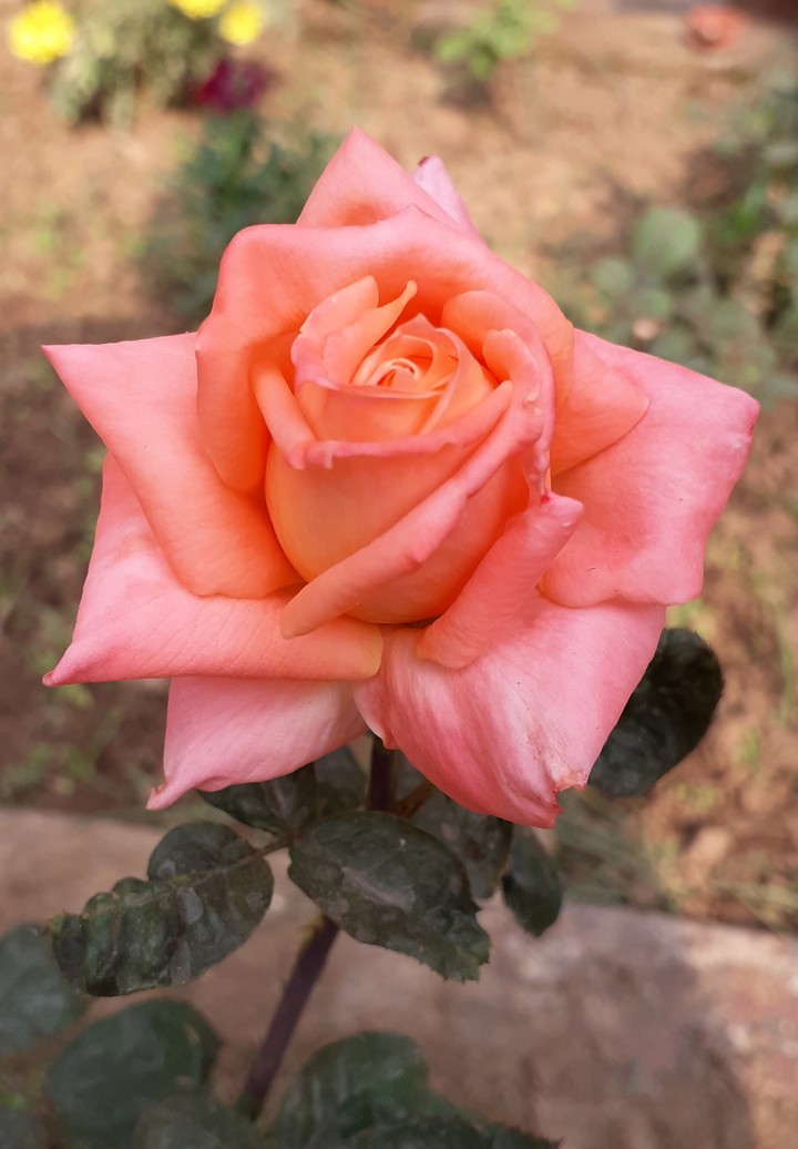 my garden rose