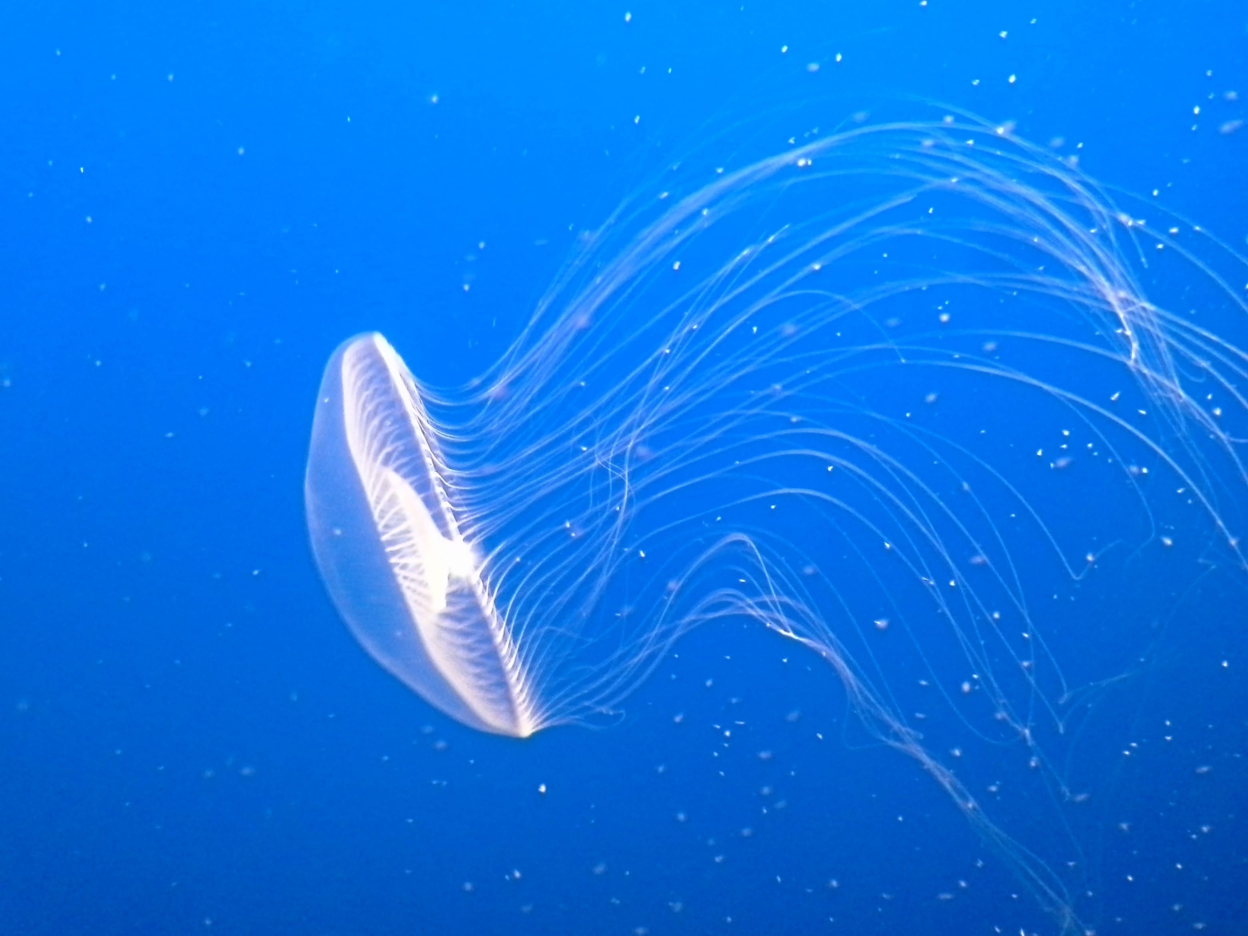 cnidaria, liquid wallpapers