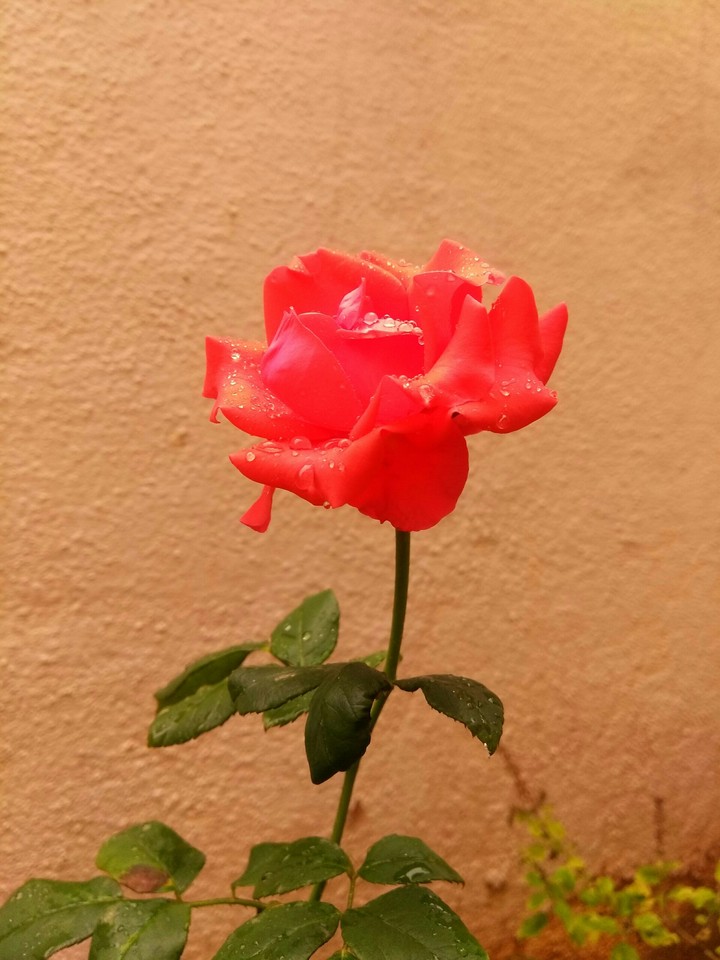 red rose.....