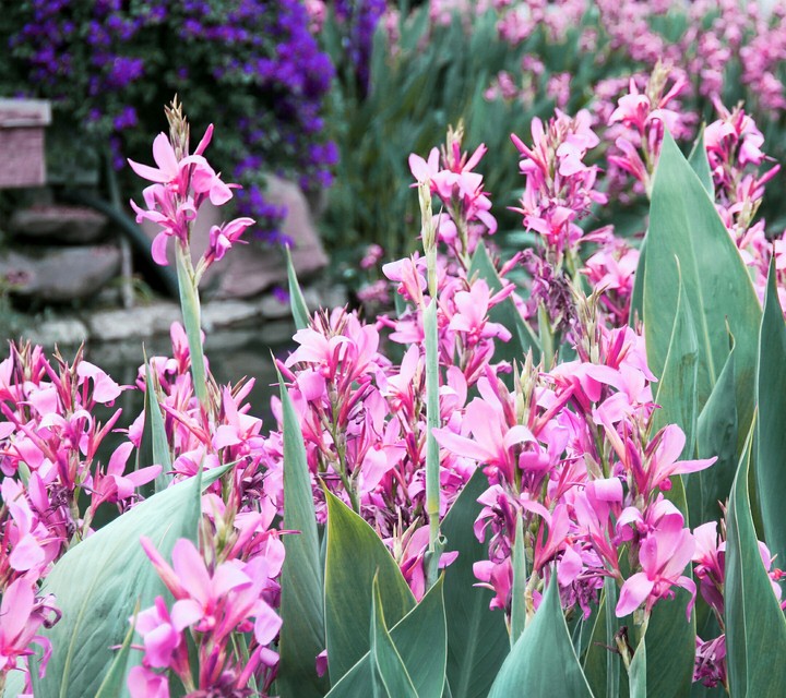 Pink Flower