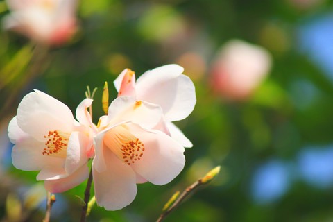 spring, Close-up桌布