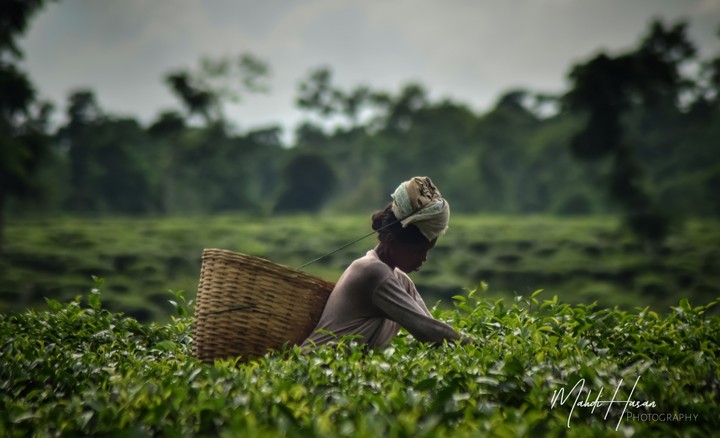 Tea-Estate Worker