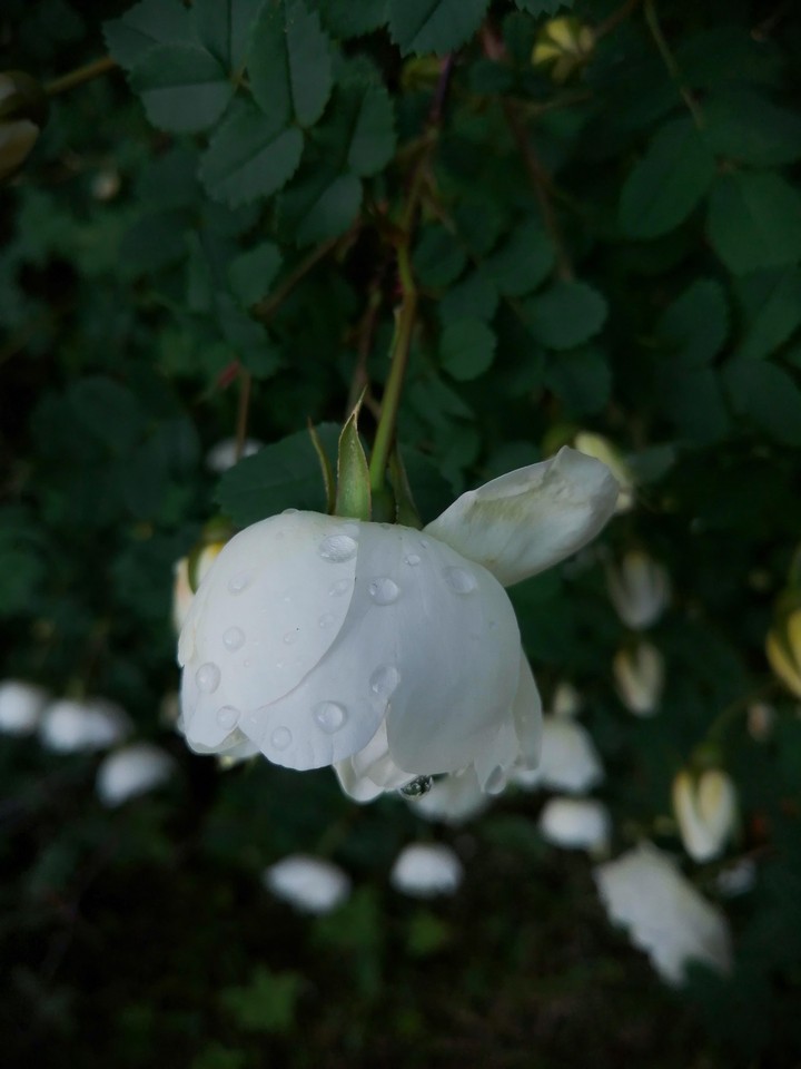 after the rain