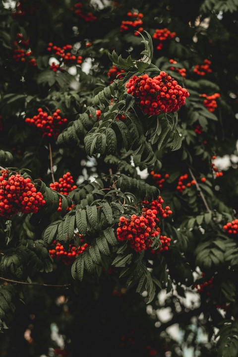 rowan, produce háttérképek