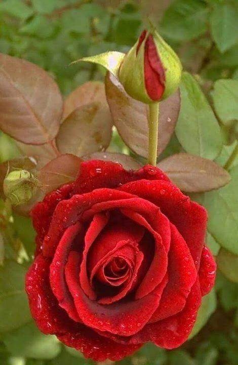 red rose