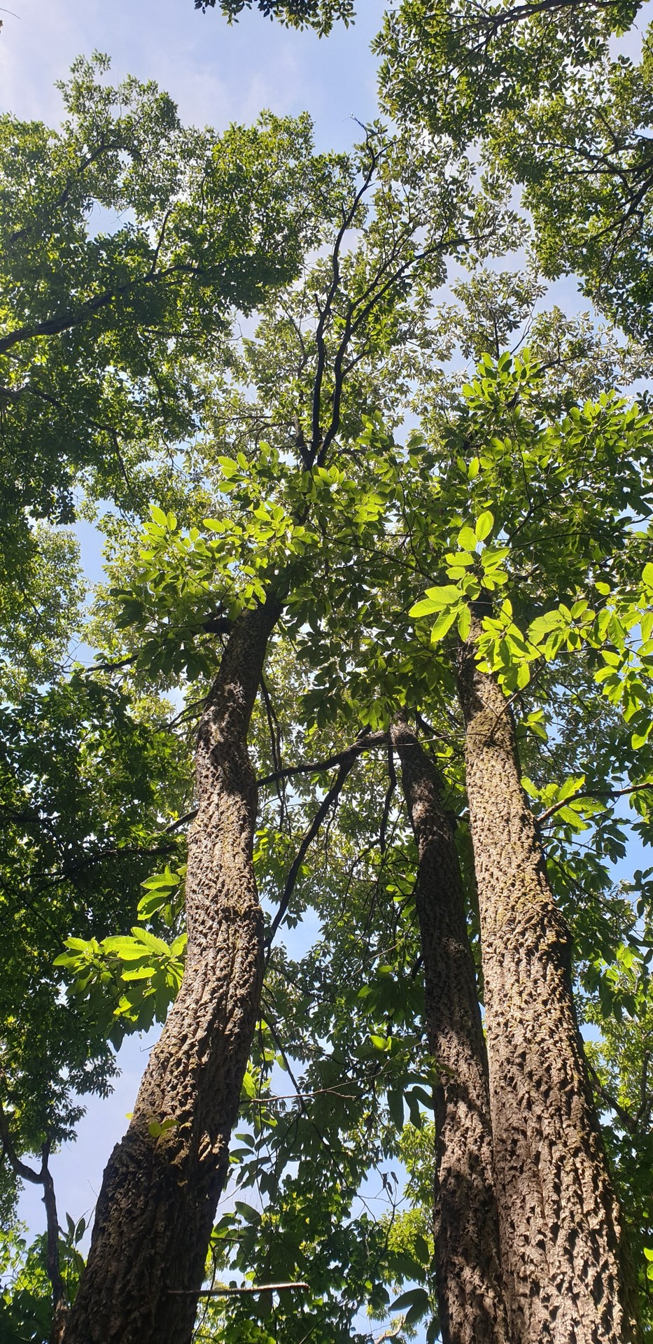 sfondi forest, sunlight