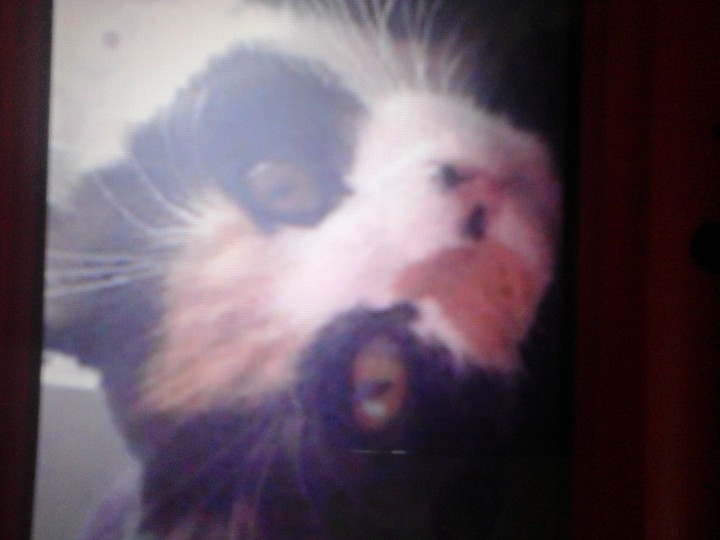 chat