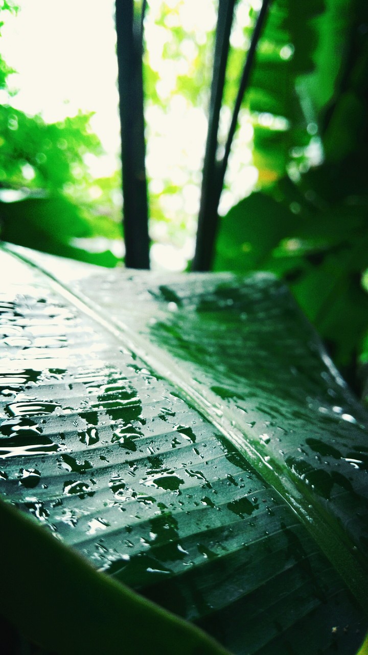 Forest Rains