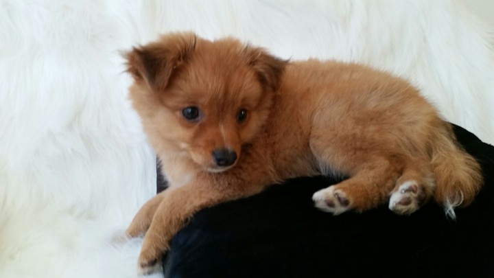 puppy