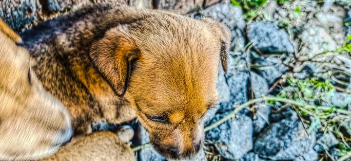 dog