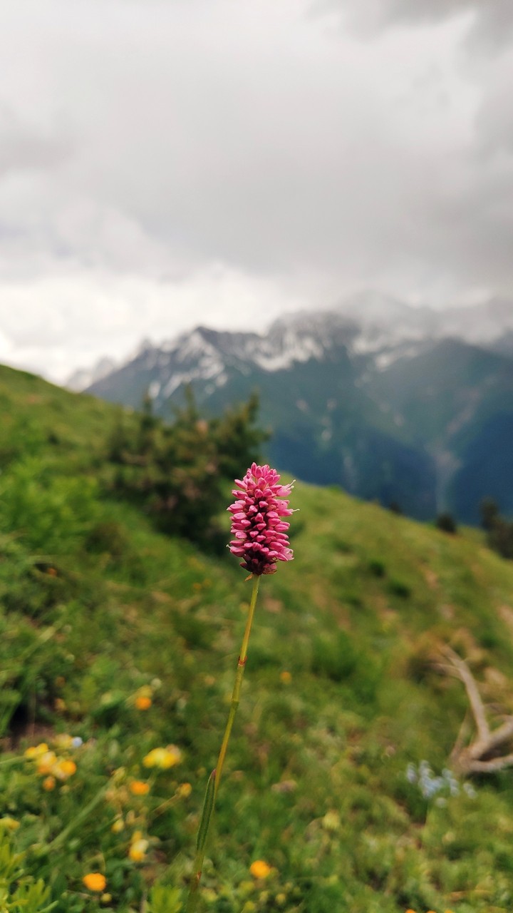 Powerfull mountains and small flower