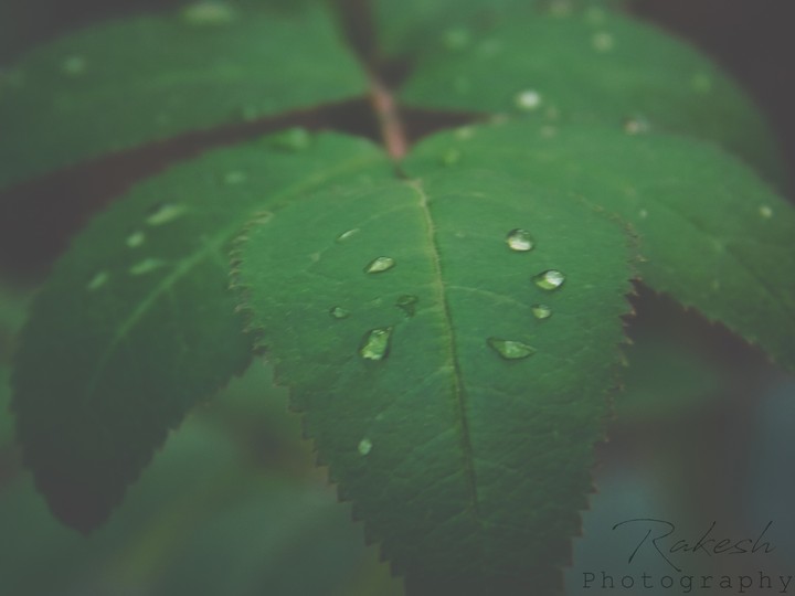 Leaves