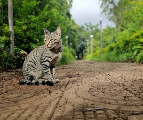 cat