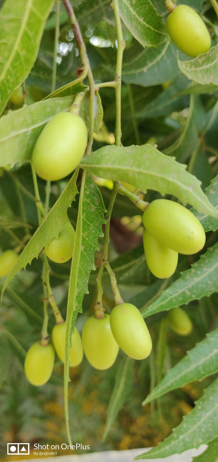 neem leaf