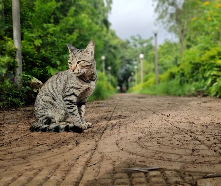 cat