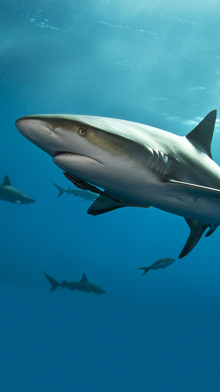 Shark