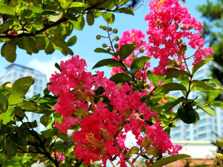 Crepe-myrtle - the brilliance of summer's day
