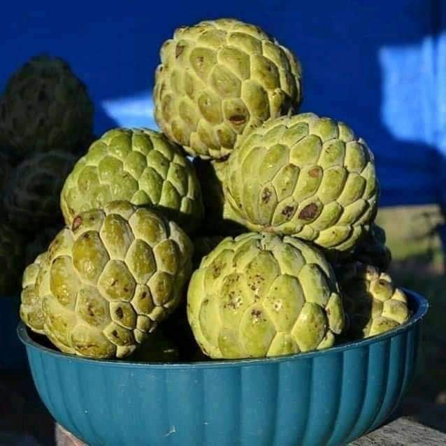 Para meus amigos queridos e leitores.