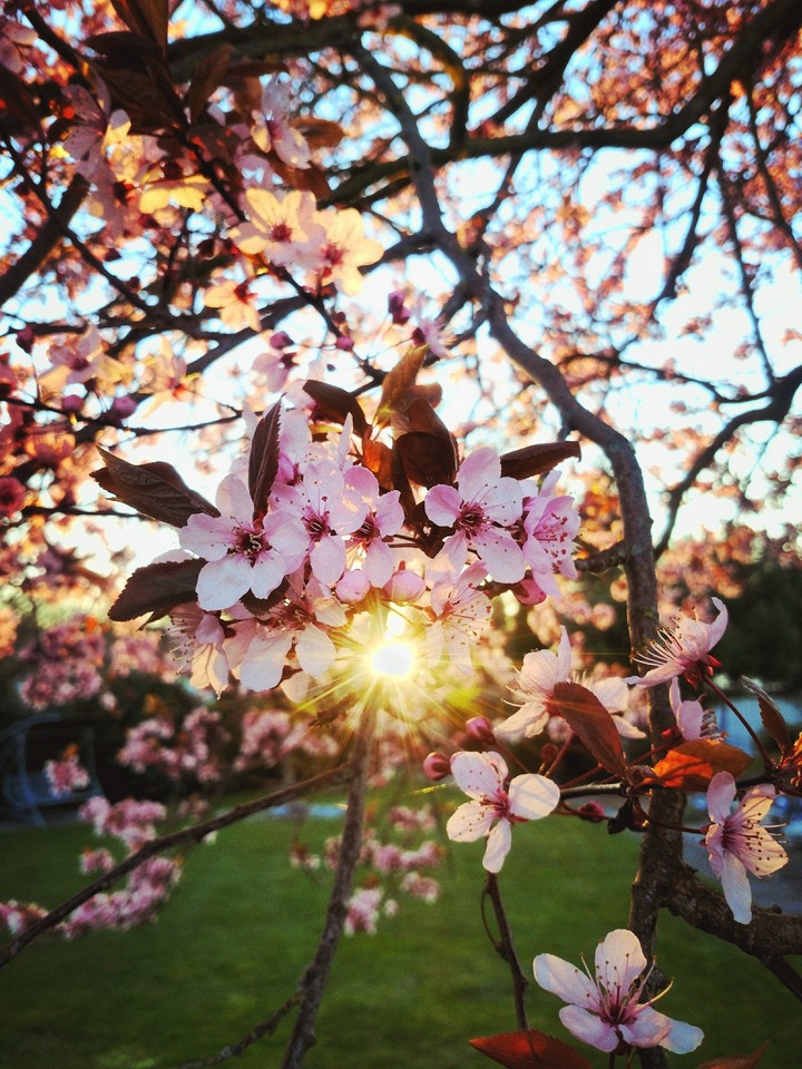 spring sunset